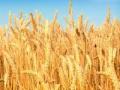 रब्बी हंगामात विदर्भात तेलबिया पिकांवर भर! - Marathi News | Vidarbha stresses on oilseeds crops during rabi season | Latest business News at Lokmat.com