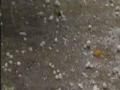 वल्लभनगर, केळीवेळी परिसरात गारपीट - Marathi News | Hailstorm in the vicinity of Vallabhnagar, banana | Latest akola News at Lokmat.com