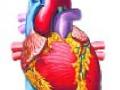 मॅग्नम हार्टतर्फे हृदयरोगावर चर्चासत्र - Marathi News | Magnum Heart discusses heart disease | Latest nashik News at Lokmat.com