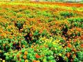 शेतशिवार विविध प्रकारच्या फुलांनी सजल्याने - Marathi News | By cultivating a variety of flowers on the farm level | Latest nashik News at Lokmat.com