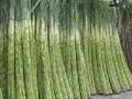 गाळपासाठी १७७ साखर कारखान्यांचा प्रस्ताव - Marathi News | Proposal for 177 sugar factories for crushing | Latest business News at Lokmat.com
