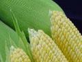 मक्याच्या उत्पादनात १.५ टक्के वाढ अपेक्षित - Marathi News | Expected 1.5% increase in maize production | Latest akola News at Lokmat.com