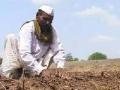 सोलापूरमध्ये पाऊस अन् रब्बी पेरण्या थांबल्या - Marathi News | Rain and rabbis stopped sowing in Solapur | Latest maharashtra News at Lokmat.com