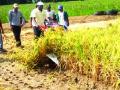 एसआरटी पध्दतीने शेतीत बारीक तांदूळ पिकवावा - Marathi News | Purchase fine rice in the farm in SRT mode | Latest navi-mumbai News at Lokmat.com