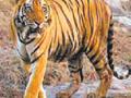 व्याघ्र प्रकल्पाचे ‘एसटीपीएफ’ अभयारण्यात! - Marathi News | Tiger Reserve's 'STPF' sanctuary! | Latest nagpur News at Lokmat.com