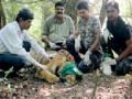 ताडोबातील वाघांना ‘कॉलर आयडी’ - Marathi News | 'Caller ID' for Tadoba Tigers | Latest nagpur News at Lokmat.com