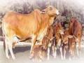 भटक्या गुरांच्या पायबंदासाठी कलम १६३ हाच उपाय - Marathi News | Section 163 is the remedy for naming the cattle | Latest buldhana News at Lokmat.com