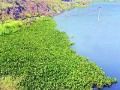 उजनी धरणात वाढली जलपर्णी; जलसाठा दूषित - Marathi News | Watershed growing in Ujani dam; Water conservancy | Latest pune News at Lokmat.com