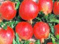डाळिंब विक्रीच्या दरात तेजी - Marathi News | Pomegranate sales price boom | Latest pune News at Lokmat.com
