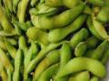 सोयाबीन उगवणीच्या तक्रारींची गंभीर दखल - Marathi News | Serious complaints about soybean gravity | Latest business News at Lokmat.com