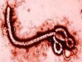 इबोला संशयितामुळे पनवेलमध्ये खळबळ - Marathi News | Panvel sensation due to Ebola suspect | Latest maharashtra News at Lokmat.com