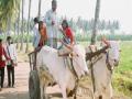 मुलांचे भविष्य बैलगाडीच्या चाकाखाली फरफटू नये! - Marathi News | Children's future should not fall under the wheels of the bullock cart! | Latest pune News at Lokmat.com