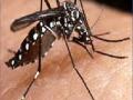 डेंगूच्या डासोत्पत्तीची बीएसएनएलला नोटीस - Marathi News | Notice of Dengue Dengue to BSNL | Latest pune News at Lokmat.com