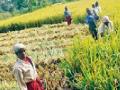 यावर्षी धानाचे उत्पादन घटणार - Marathi News | This year the production of rice will decline | Latest bhandara News at Lokmat.com