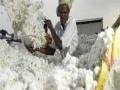 हमी दराच्या कापूस खरेदीचा मुहूर्त शनिवारी! - Marathi News | Guaranteed to buy cotton cloth Saturday! | Latest akola News at Lokmat.com