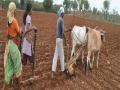 रब्बीच्या 68 टक्के क्षेत्रवर पेरण्या - Marathi News | Sowing of 68% area of ​​rabi | Latest maharashtra News at Lokmat.com