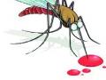 १०५ घरांमध्ये एडीस डासांच्या अळ्या - Marathi News | AIDIS mosquito larvae in 105 houses | Latest nashik News at Lokmat.com