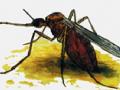 डेंग्यू नियंत्रणाकडे विशेष लक्ष द्या! - Marathi News | Pay special attention to dengue control! | Latest nagpur News at Lokmat.com