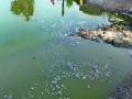 कोळवेतील तलावात रसायनामुळे हजारो मासे मृत - Marathi News | Thousands of fish dead due to chemicals in pond pond | Latest navi-mumbai News at Lokmat.com