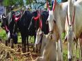 सरकारी उदासीनतेमुळे जिल्हय़ातील पशुधन धोक्यात - Marathi News | Due to Government Depression, Livestock Danger in the District | Latest mumbai News at Lokmat.com
