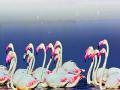 चला पक्षी पर्यटनाला ... - Marathi News | Let's birdy touring ... | Latest maharashtra News at Lokmat.com