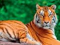 नागपूर ‘टायगर कॅपिटल सिटी’चे स्वप्न हवेत विरले - Marathi News | Nagpur's dream of Tiger Capital City is rare | Latest maharashtra News at Lokmat.com