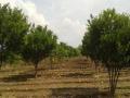 ३00 हेक्टरवरील संत्रा उत्पादक संकटात - Marathi News | Out of 300 hectares orange producers | Latest vashim News at Lokmat.com