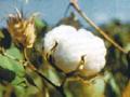 कापसाला ६५०० रु. हमीभाव द्या - Marathi News | Cotton is Rs 6500 Define | Latest maharashtra News at Lokmat.com