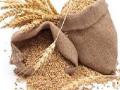 धान्य एकाधिकार बासनात - Marathi News | Grain monopoly basan | Latest mumbai News at Lokmat.com