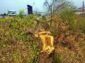 जाहिरातबाजीसाठी वृक्षतोड? - Marathi News | Advertising Trees? | Latest mumbai News at Lokmat.com