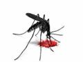 डेंग्यूसदृश रूग्ण आढळला - Marathi News | Dengue-like patients found | Latest buldhana News at Lokmat.com