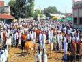 दुष्काळी परिस्थितीमुळे पशुधन बाजारात - Marathi News | Livestock market due to drought situation | Latest buldhana News at Lokmat.com