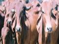 पश्‍चिम व-हाडातील पशुधन विम्याच्या संरक्षणाविना - Marathi News | Without the protection of livestock insurance in West Wa-Bada | Latest akola News at Lokmat.com