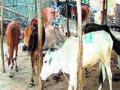 चा-याअभावी पशुधन विक्रीला - Marathi News | Due to non-availability of livestock sale | Latest buldhana News at Lokmat.com