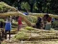 ऊसाला कमी दर देणा-या साखर कारखान्यांविरोधात फौजदारी गुन्हे दाखल - Marathi News | Criminal cases filed against sugar factories for sugarcane farmers | Latest kolhapur News at Lokmat.com
