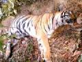 वाघासोबतच्या झुंजीत वाघीण ठार - Marathi News | Zaghid Waghin killed with Tiger | Latest maharashtra News at Lokmat.com