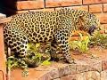 बिबट्या आला कुठून ? गूढ कायम - Marathi News | Where did the leopard come from? Mystery remained intact | Latest maharashtra News at Lokmat.com