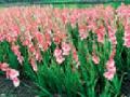 सांडपाण्यावर फुलविले सौंदर्य : - Marathi News | Flowers Beauty: | Latest nagpur News at Lokmat.com