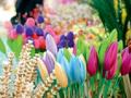 रंगोत्सव फुलांचा : - Marathi News | Colorful Flowers: | Latest maharashtra News at Lokmat.com