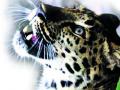नॅशनल पार्कमध्ये आता बिबट्यांना नवा निवारा - Marathi News | A new shelter for leopards now in the National Park | Latest mumbai News at Lokmat.com