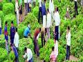 शंभर रुपयांत रिक्षा भरुन भाज्या! - Marathi News | Vegetables by paying a hundred rupees in autos! | Latest maharashtra News at Lokmat.com