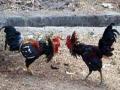 कोंबड्यांची झुंज सुप्रीम कोर्टात - Marathi News | Chicken Battles Supreme Court | Latest national News at Lokmat.com