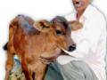 युवा पशुधन पर्यवेक्षकाने शोधली ‘नंदोरी त्रिवेणी’ गाय - Marathi News | The young livestock supervisor searched the 'Nandori Triveni' cow | Latest maharashtra News at Lokmat.com