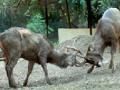 झुंज : - Marathi News | Conflict: | Latest nagpur News at Lokmat.com