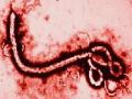 अंतराळातून आला ‘इबोला’ रोग! - Marathi News | 'Ebola' disease came from the space! | Latest maharashtra News at Lokmat.com