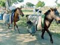 सफर : - Marathi News | Travel: | Latest nagpur News at Lokmat.com