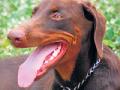 सांगा, किती लोकांना चावले कुत्रे ! - Marathi News | Tell me how many bog dogs are! | Latest nagpur News at Lokmat.com