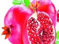 बारामतीत डाळिंबासाठी पहिले ‘क्लस्टर’ - Marathi News | First 'cluster' for Baramati pomegranate | Latest pune News at Lokmat.com