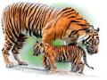 वाघ वाढले, पण जगवणार कसे? - Marathi News | Tigers grew, but how to survive? | Latest manthan News at Lokmat.com