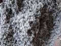 देशी कपाशी बियाण्यांचा तुटवडा जाणवणार! - Marathi News | The scarcity of seeds in the native cotton will be felt! | Latest maharashtra News at Lokmat.com